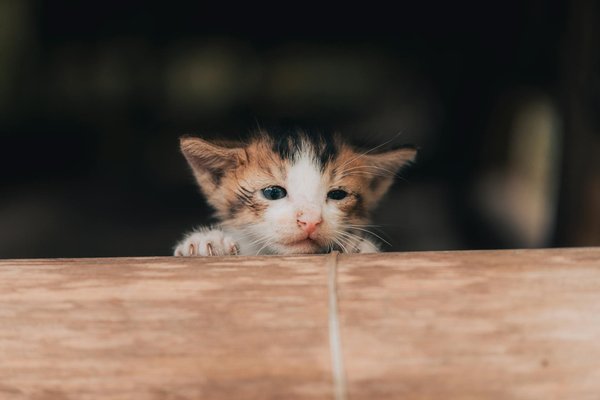 Wat zijn de tips voor het kiezen van een goede dierenarts voor je hond?